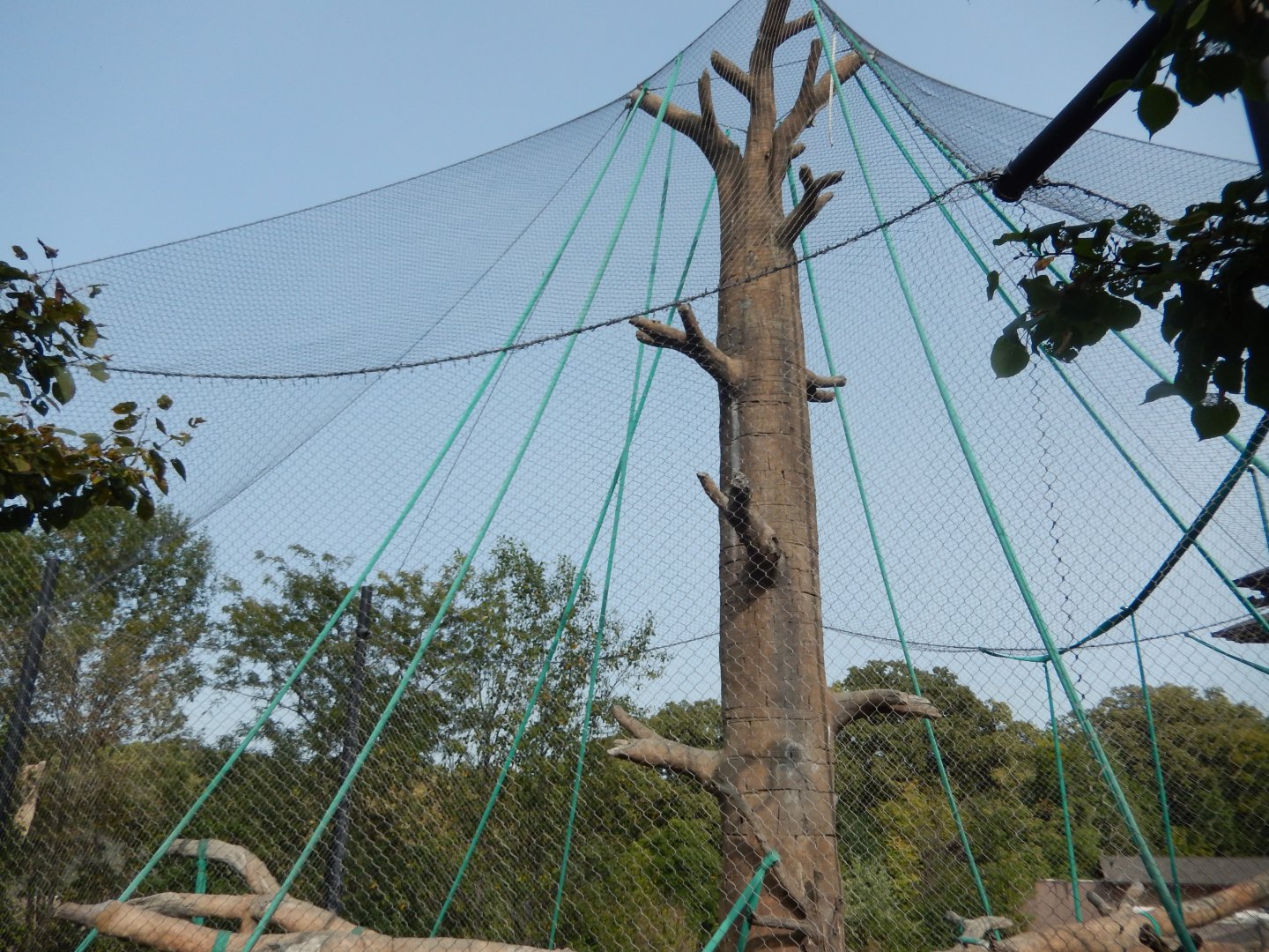 9/14/2020 - Orangutan Habitat (Deck View)