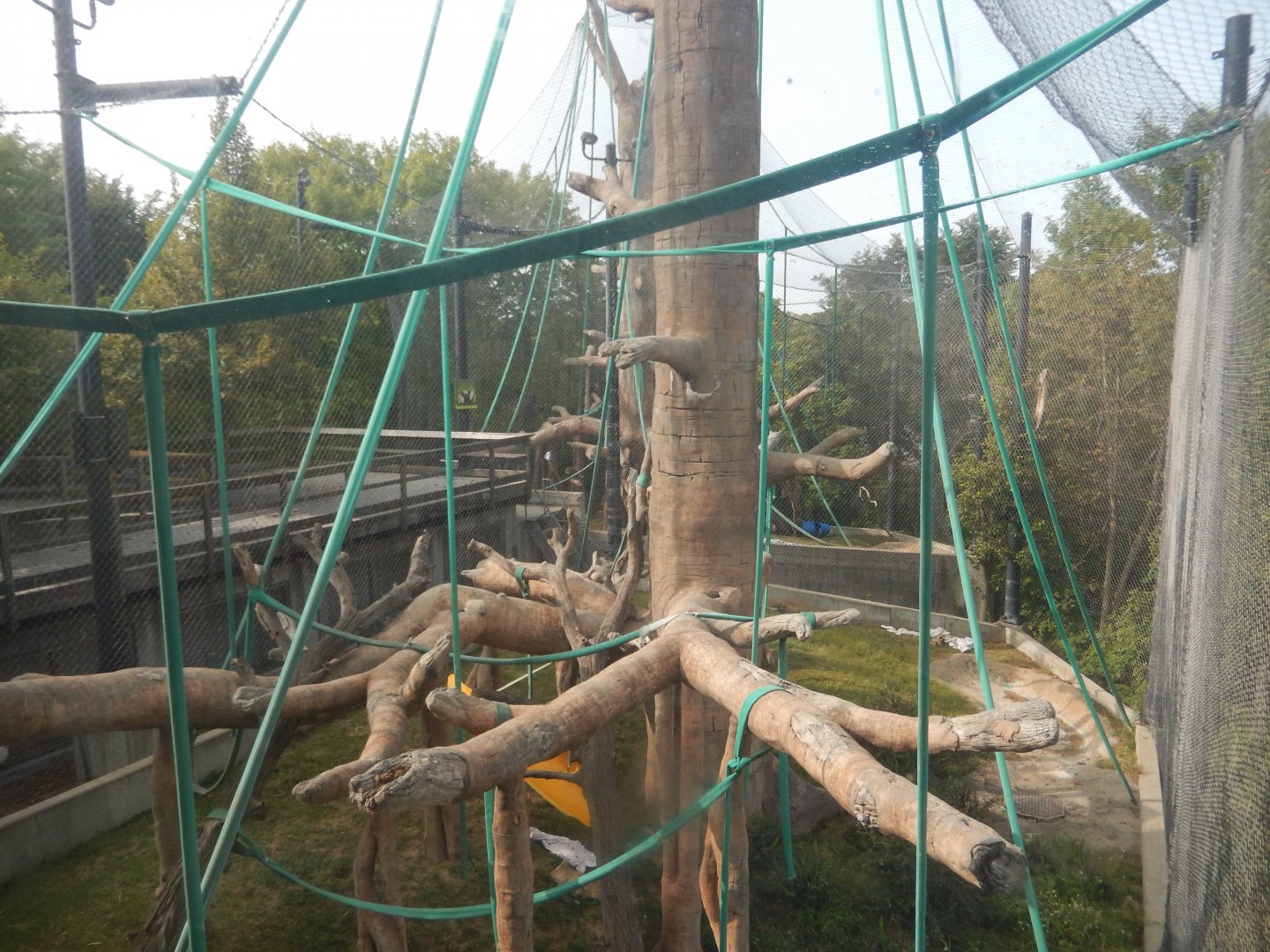 9/14/2020 - Orangutan Habitat (Elevator View)