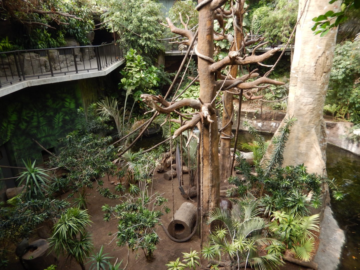 9/14/2020 - Pygmy Hippo & Monkey Habitat