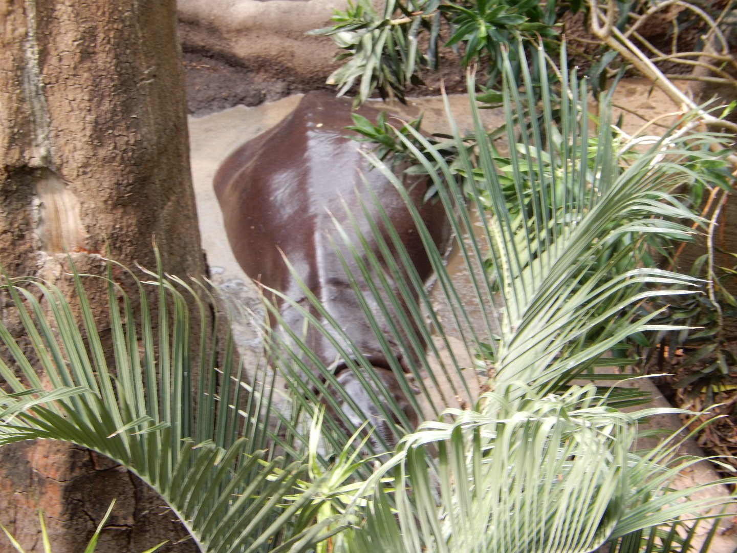 9/14/2020 - Pygmy Hippo