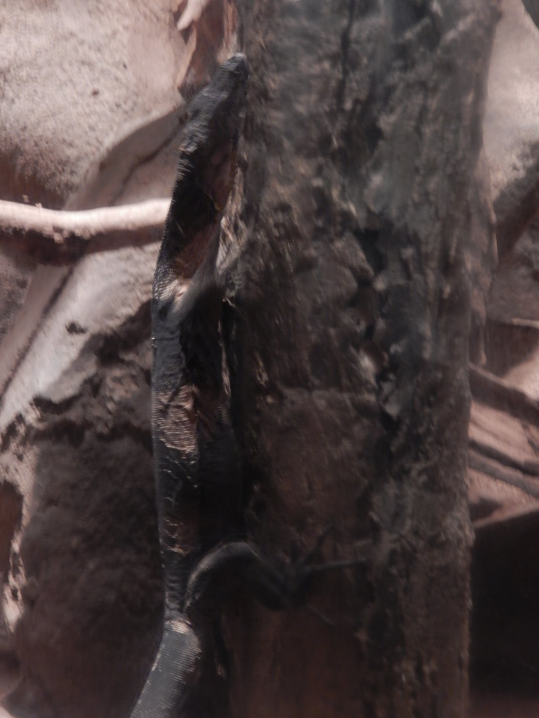 9/14/2020 - Scaling the "Cave Tree"