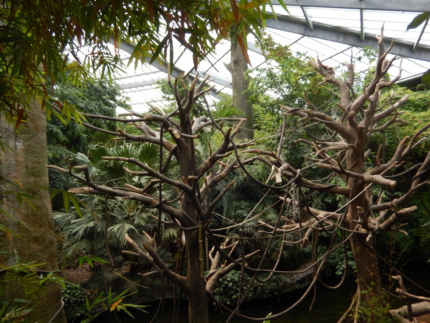 9/14/2020 - Second White-Handed Gibbon Habitat