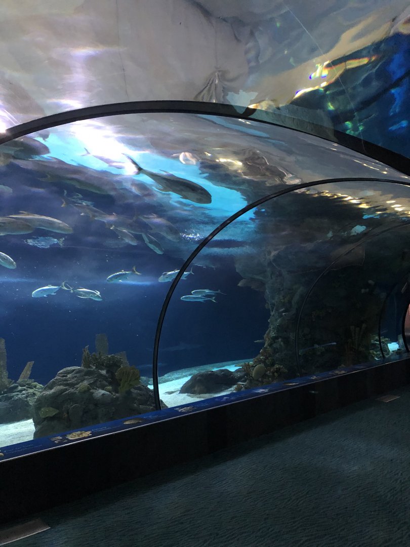 9/14/2020 - Shark Reef