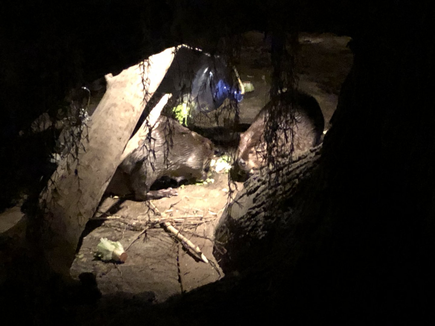 9/14/2020 - Snack Time for Beavers