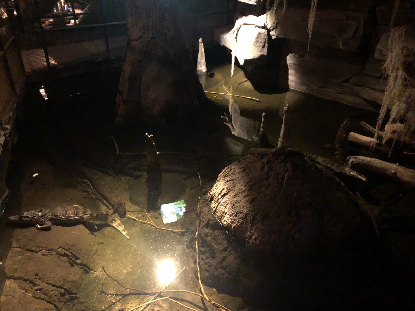 9/14/2020 - Spectacled Caiman Pool