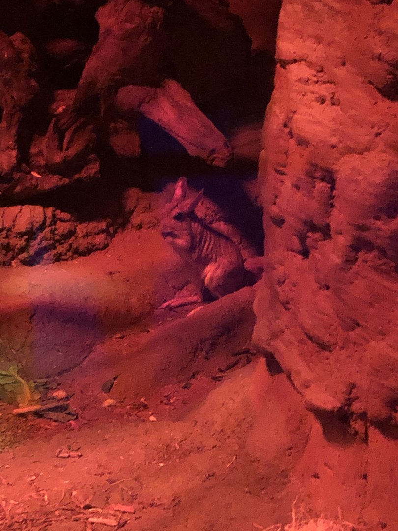 9/14/2020 - Springhaas