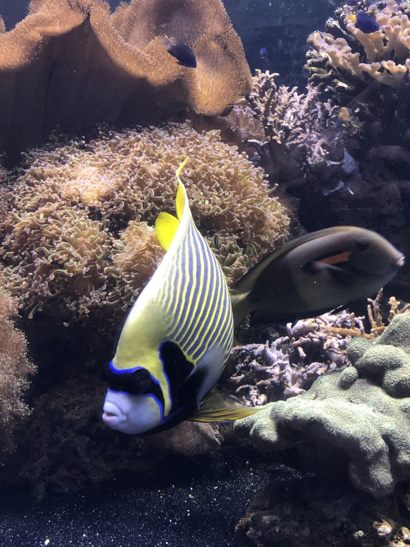 9/14/2020 - Tropical Fish