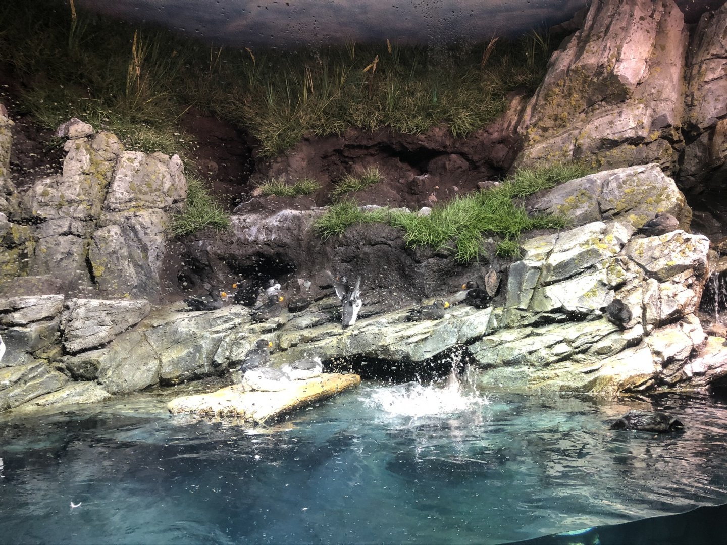 9/14/2020 - Tufted Puffin & Common Murre Exhibit