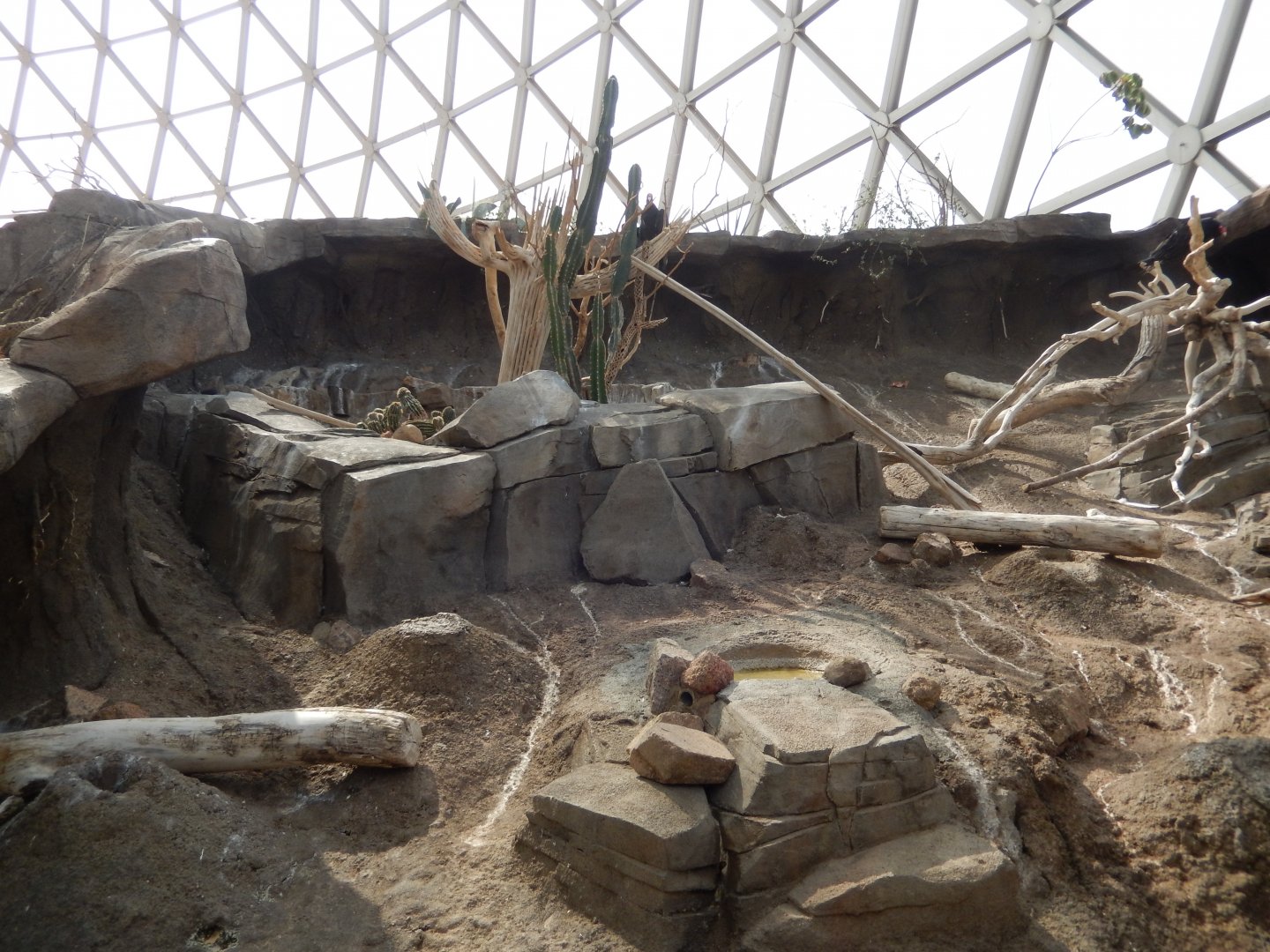 9/14/2020 - Turkey Vulture Exhibit