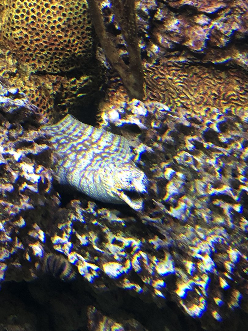 9/14/2020 - Undulated Eel