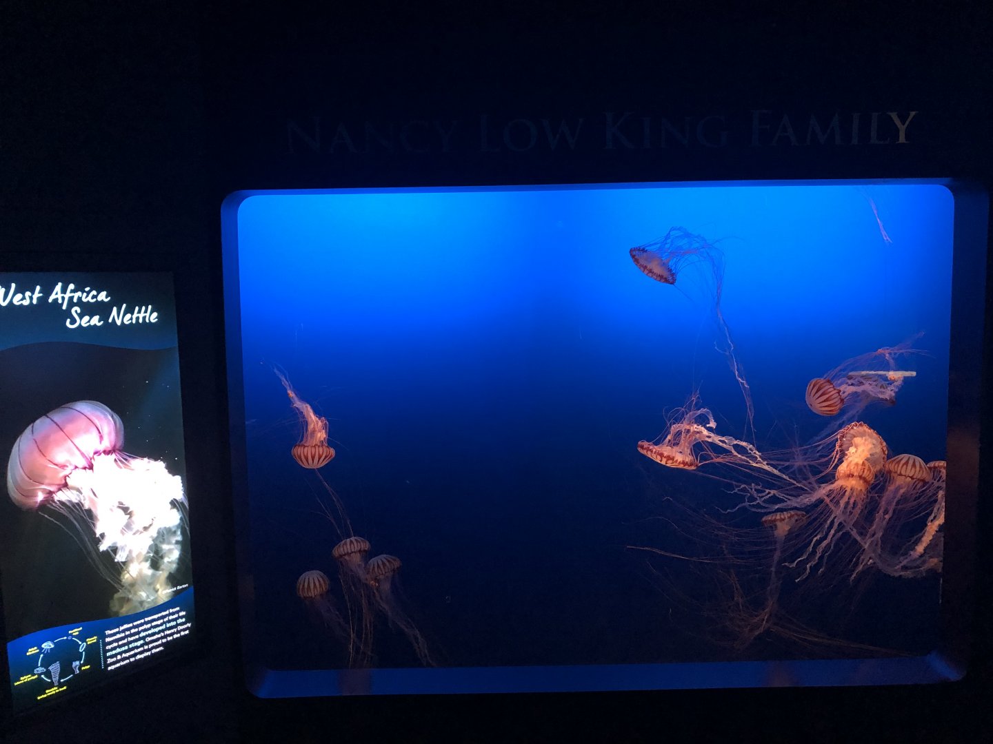 9/14/2020 - West Africa Sea Nettle Tank