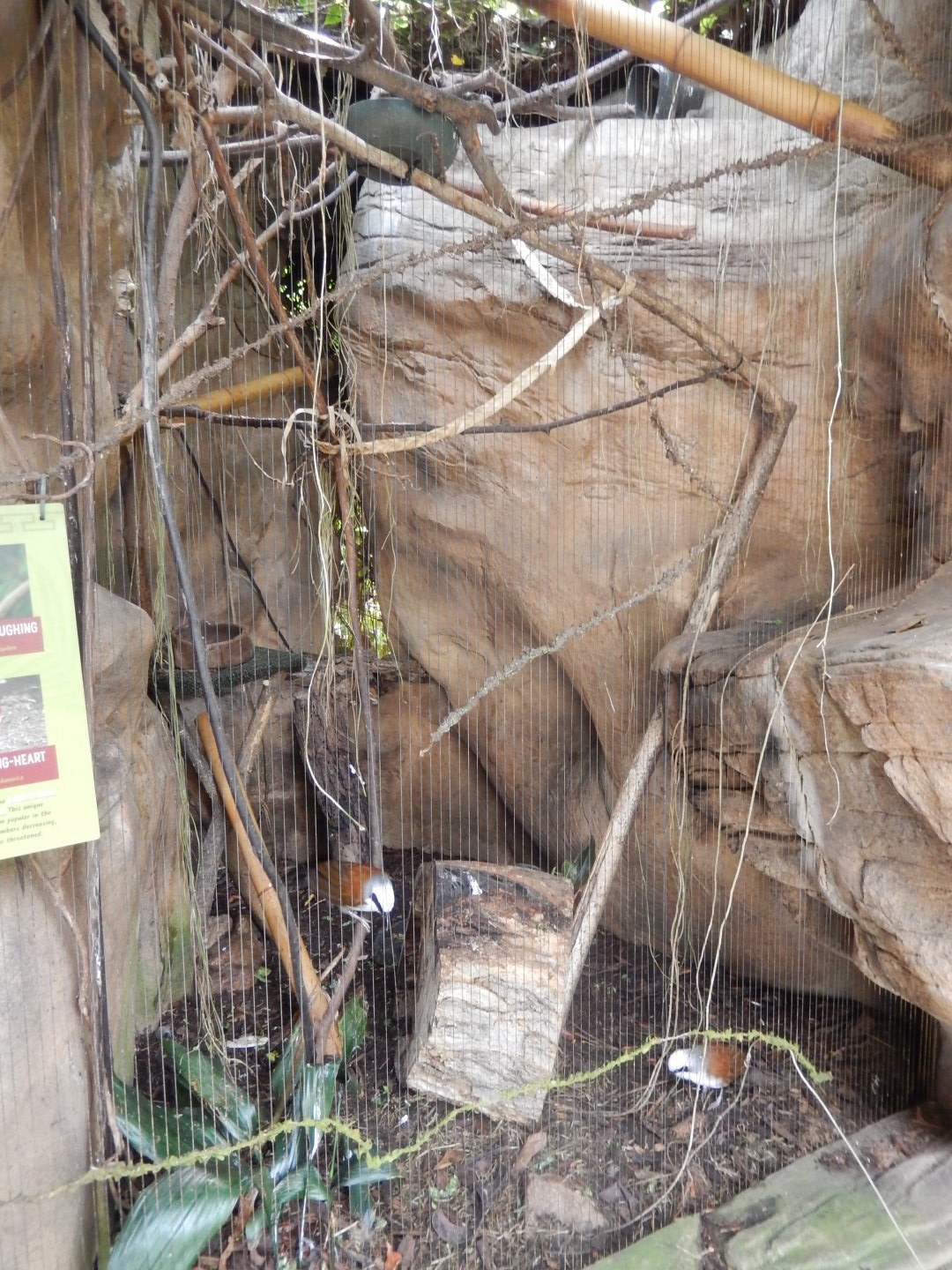 9/14/2020 - White-Crested Laughing Thrush Aviary