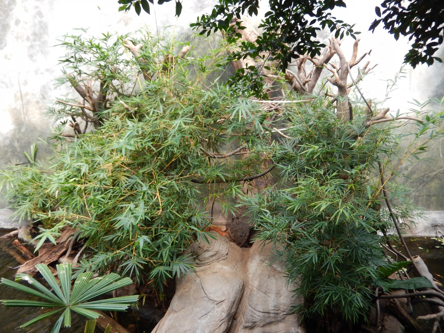 9/14/2020 - White-Handed Gibbon & Asian Small-Clawed Otter Habitat