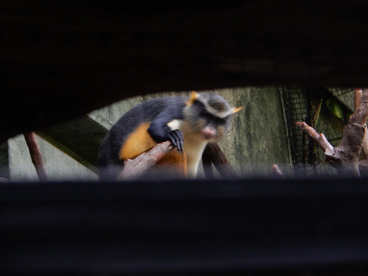 9/14/2020 - Wolf's Guenon