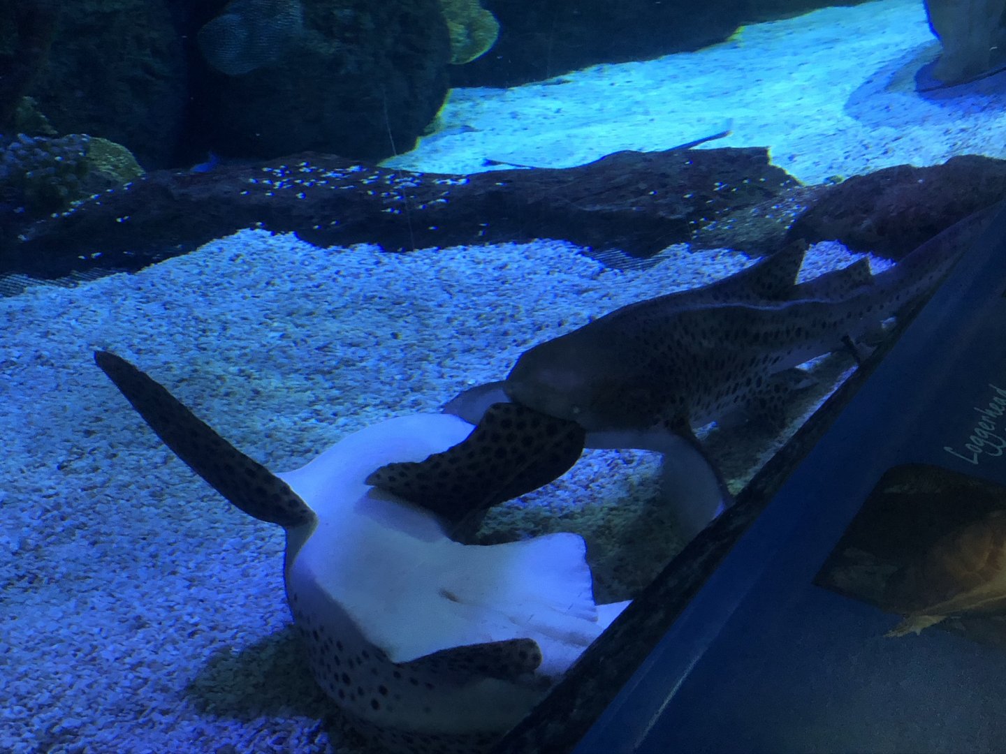 9/14/2020 - Zebra Shark Face-Off