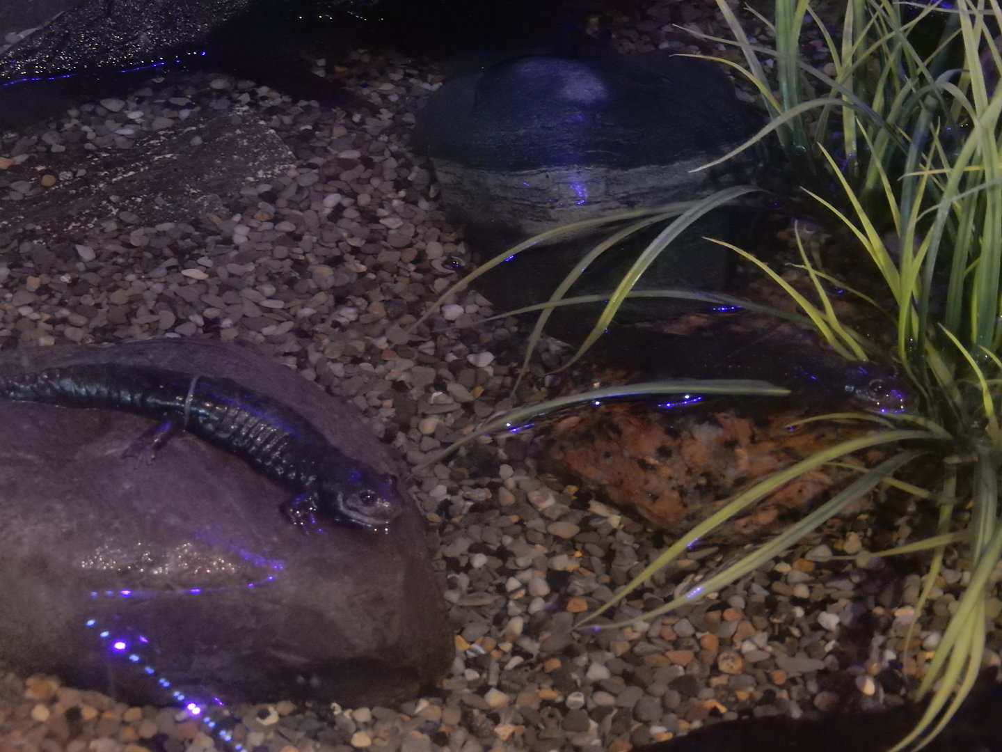 9/15/2022 - Black Belly Salamanders