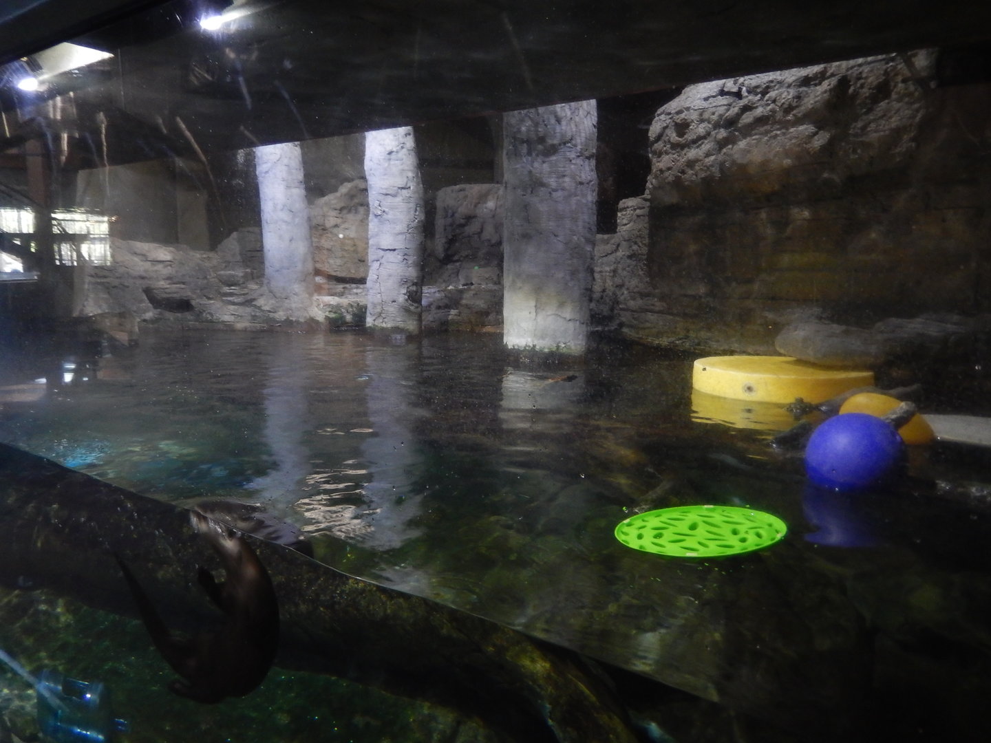 9/15/2022 - Flooded Forest