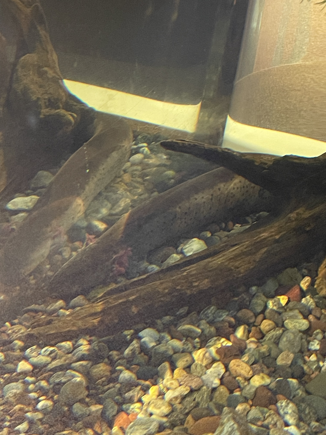 9/15/2022 - Greater Sirens