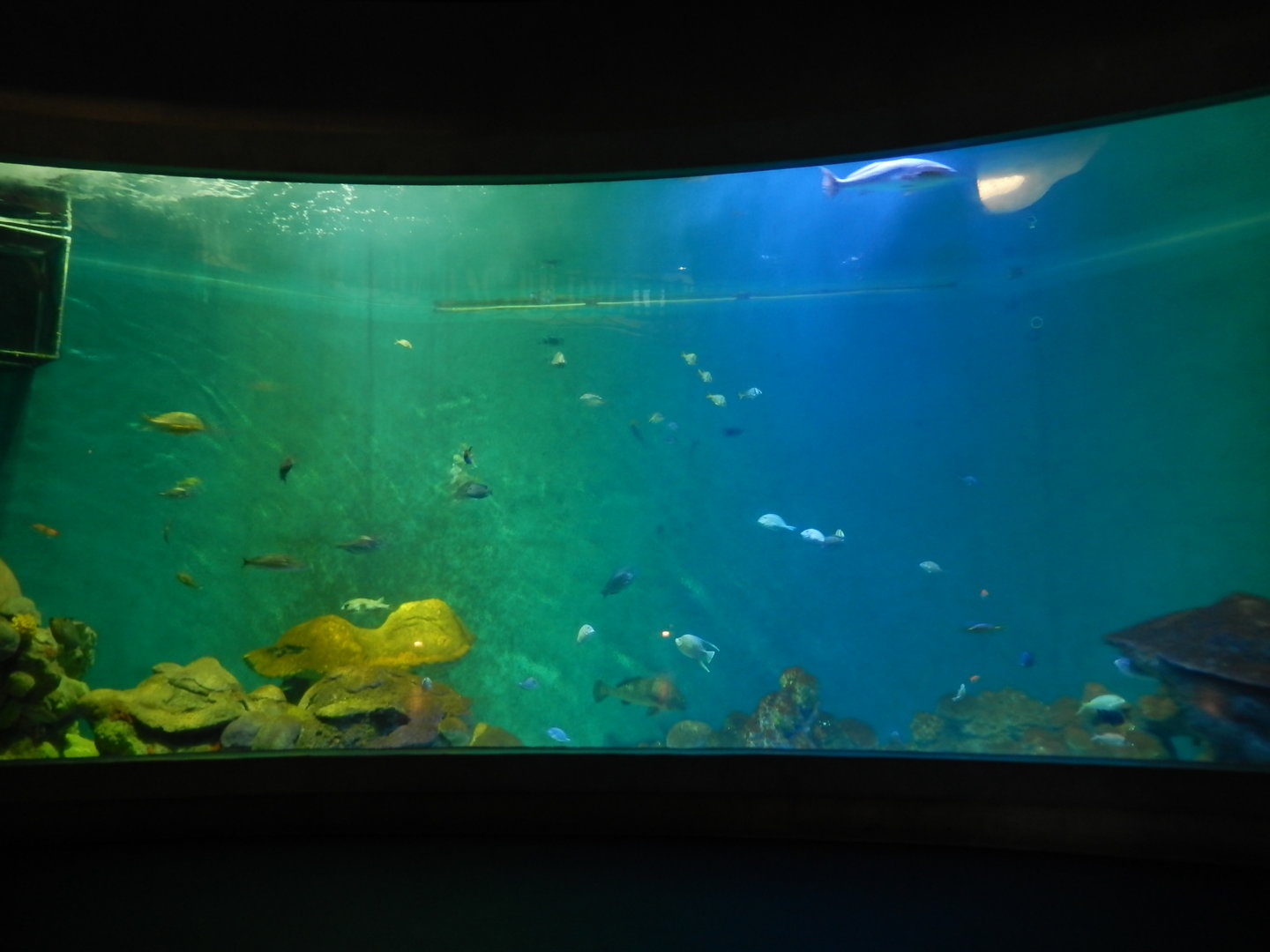 9/15/2022 - Gulf of Mexico Aquarium