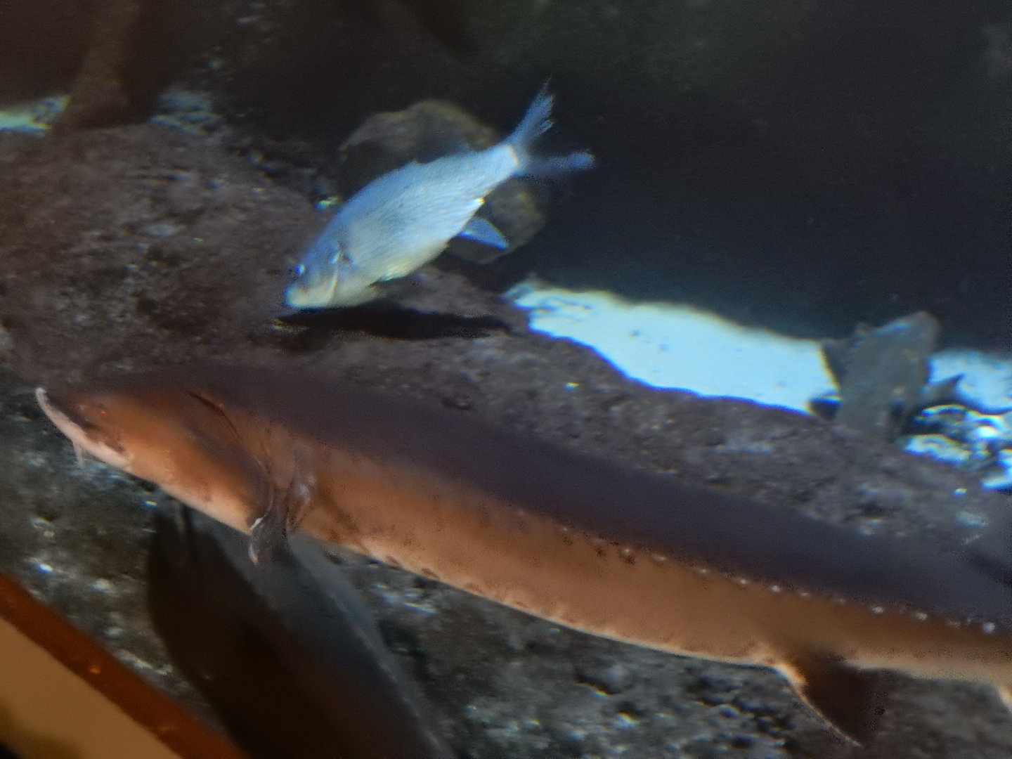 9/15/2022 - Lake Sturgeon