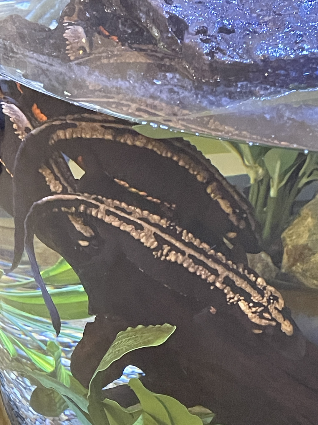 9/15/2022 - Laos Warty Newt