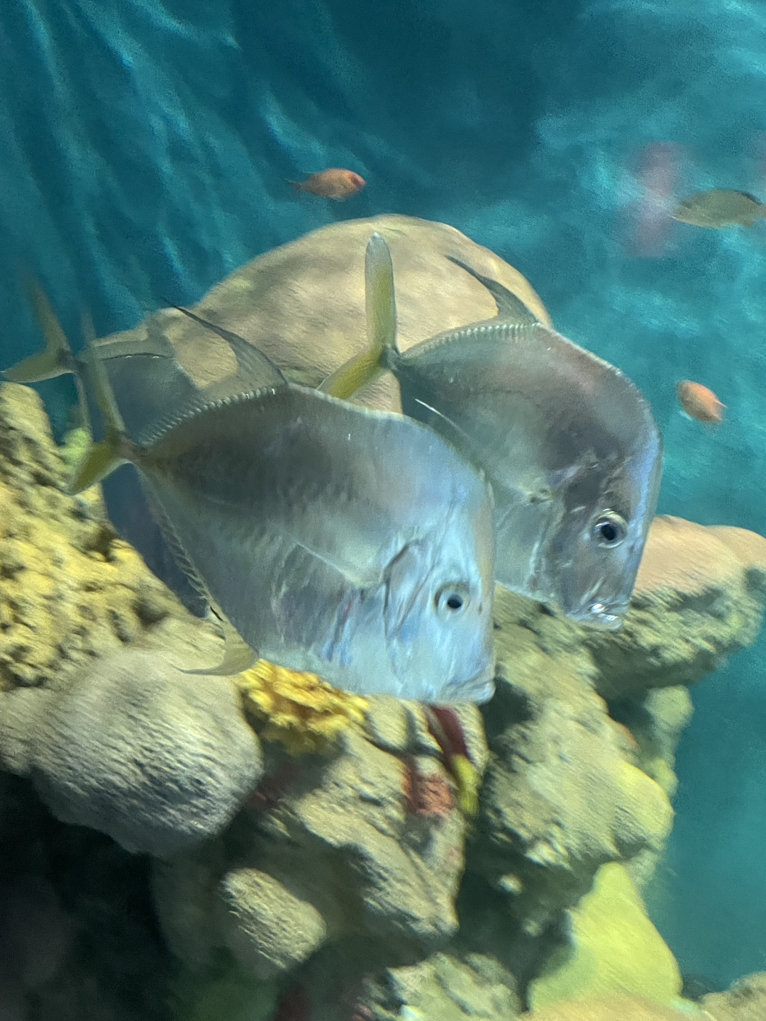 9/15/2022 - Lookdown Fish