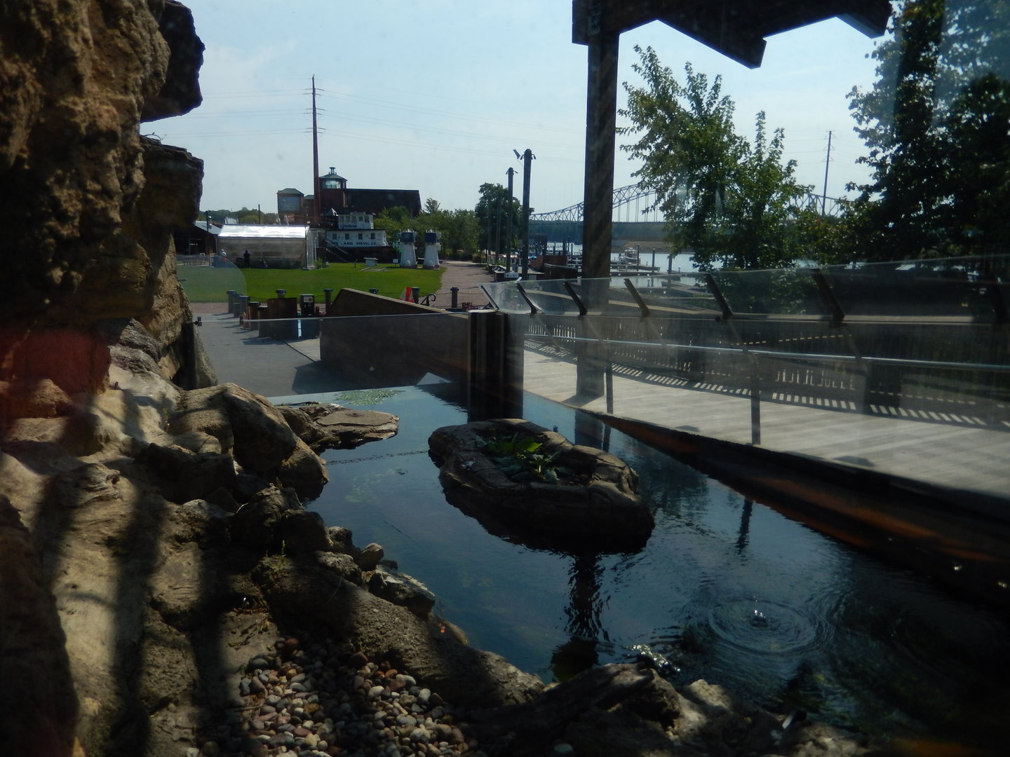 9/15/2022 - Outdoor Snapping Turtle Exhibit