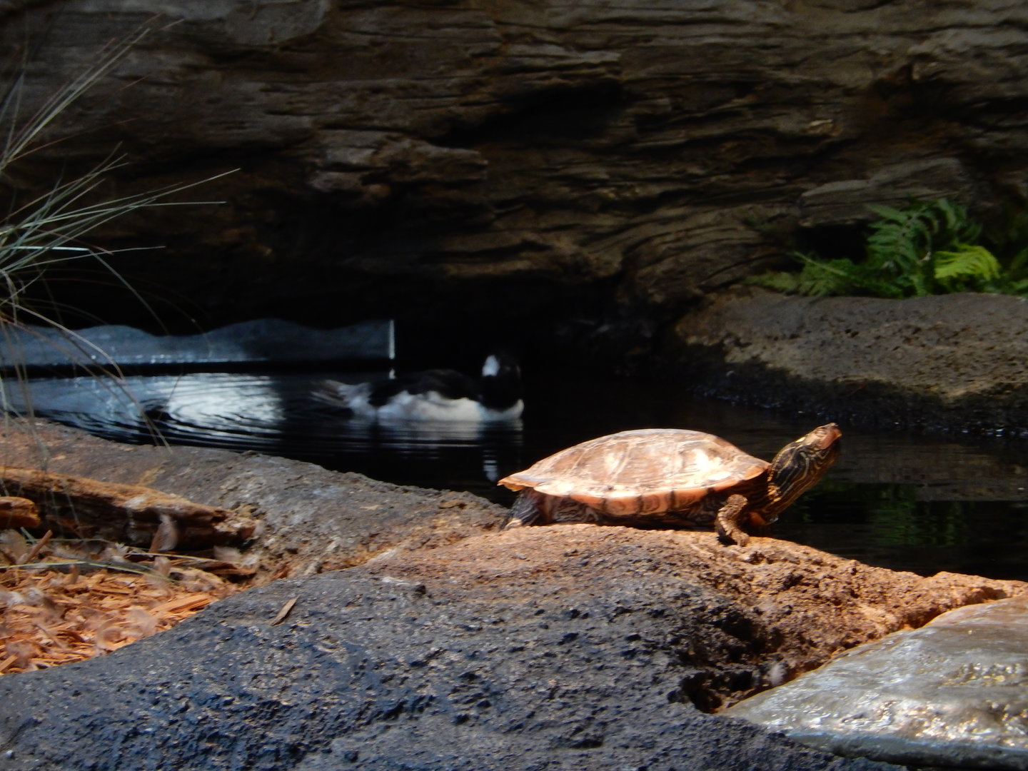 9/15/2022 - Red-Eared Slider Turtle & Bufflehead Duck