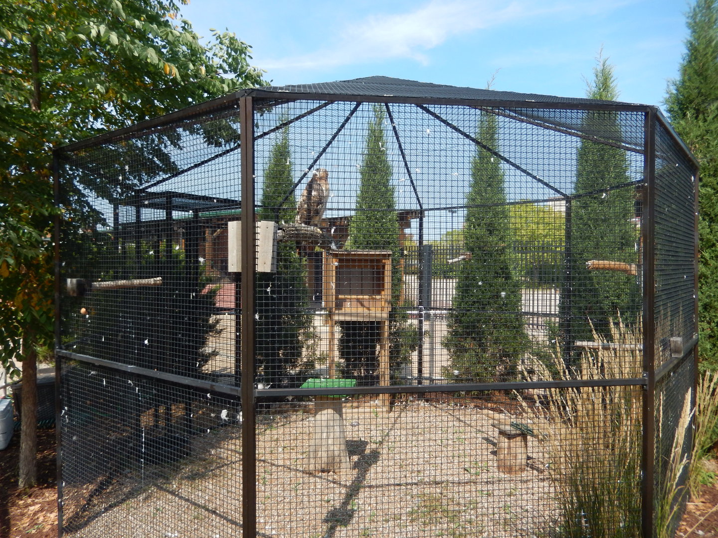 9/15/2022 - Red-Tailed Hawk Exhibit
