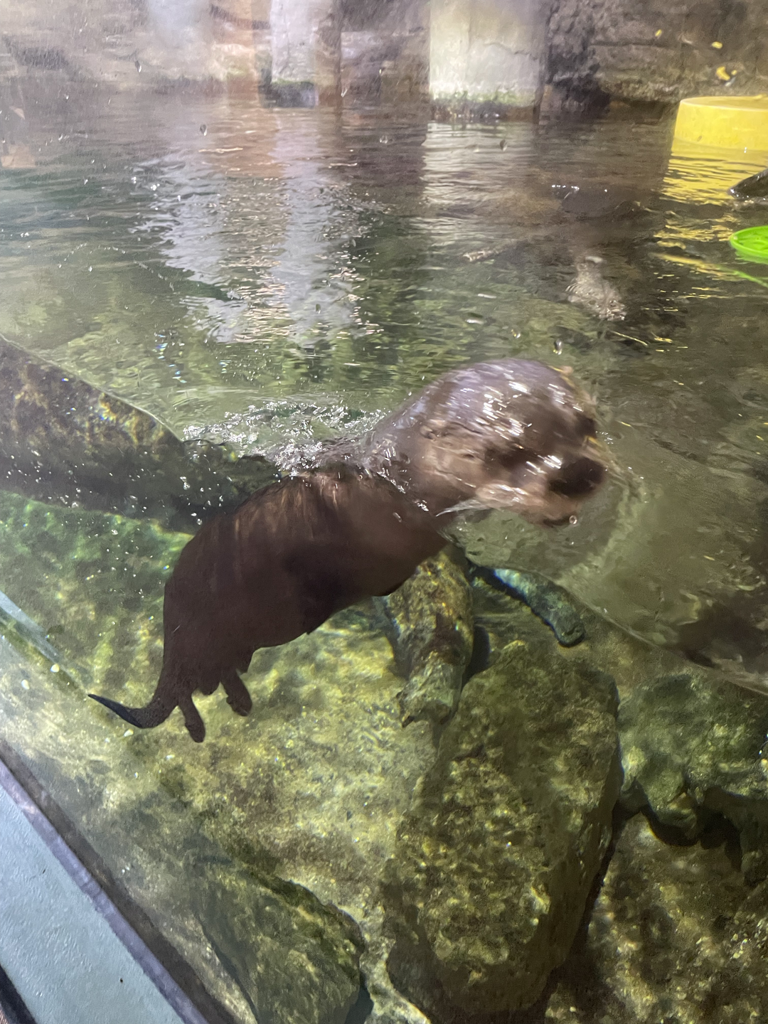 9/15/2022 - River Otter