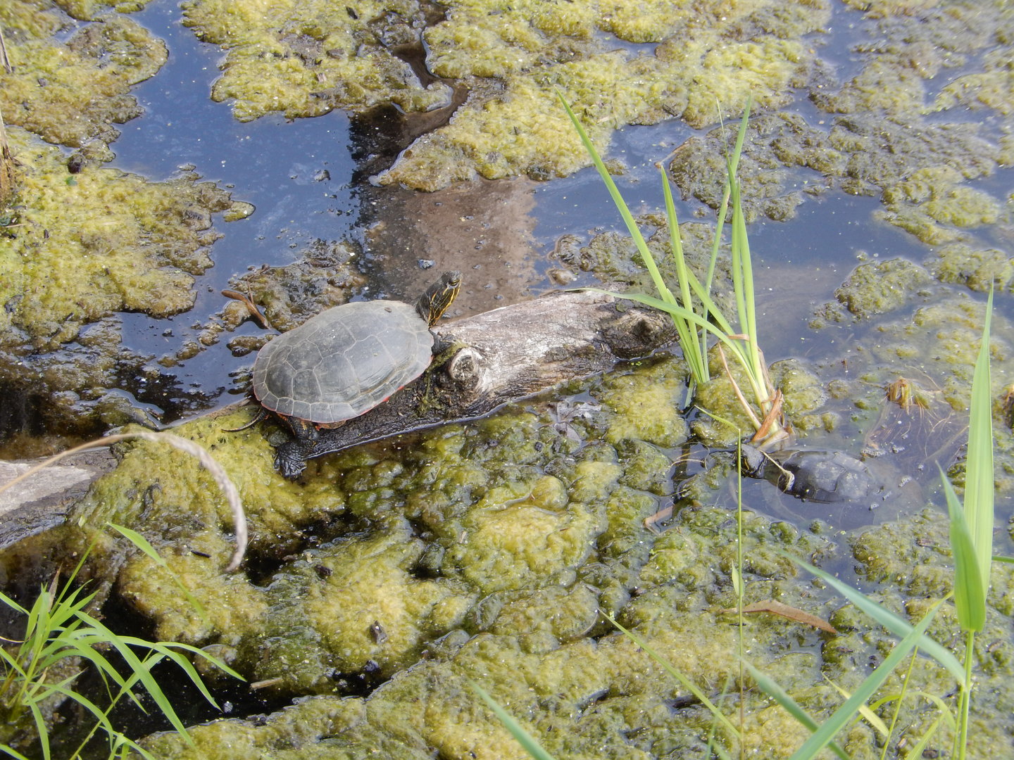 9/15/2022 - Wild Turtles