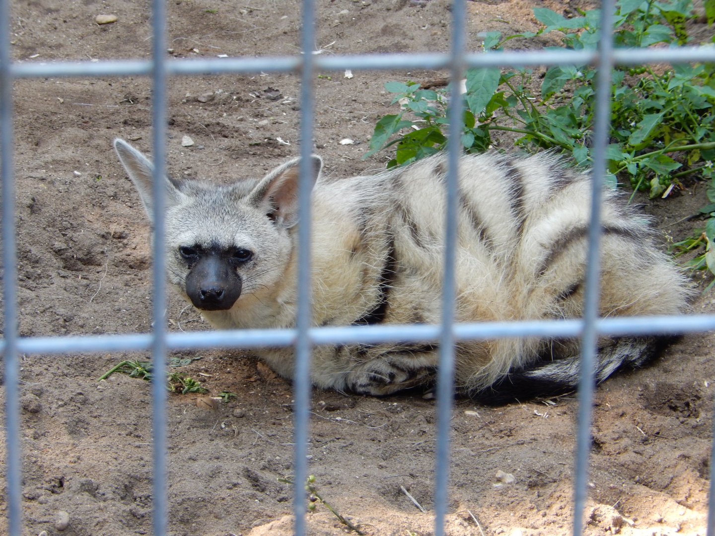 9/15/2025 - Aardwolf