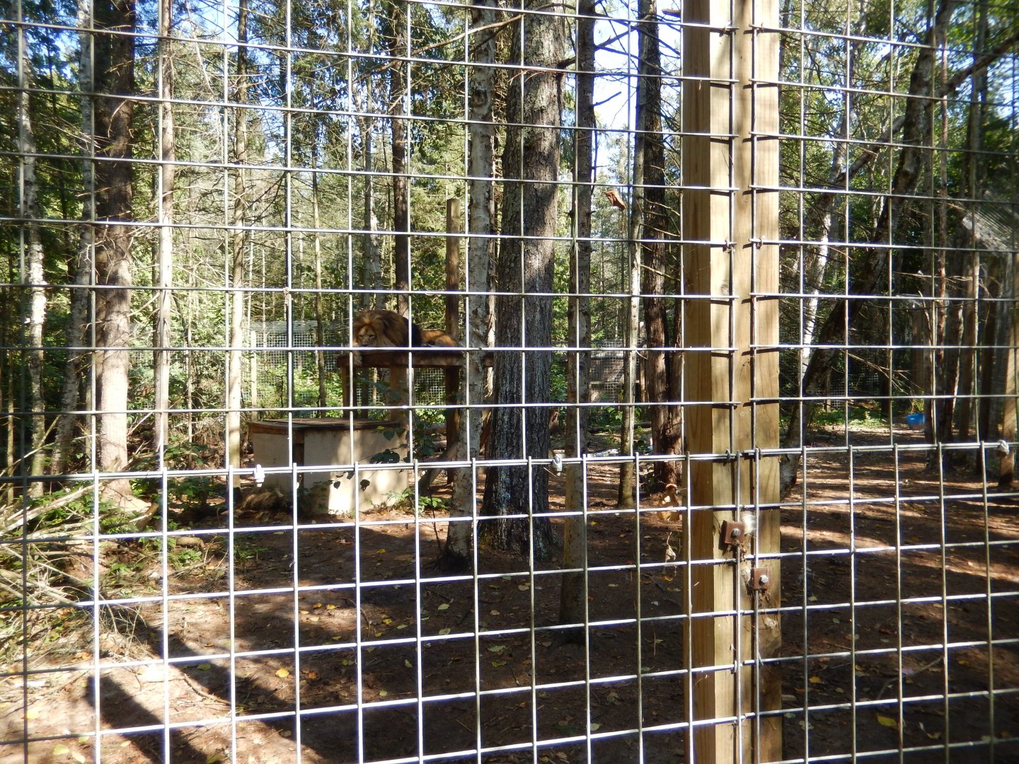 9/15/2025 - African Lion Habitat