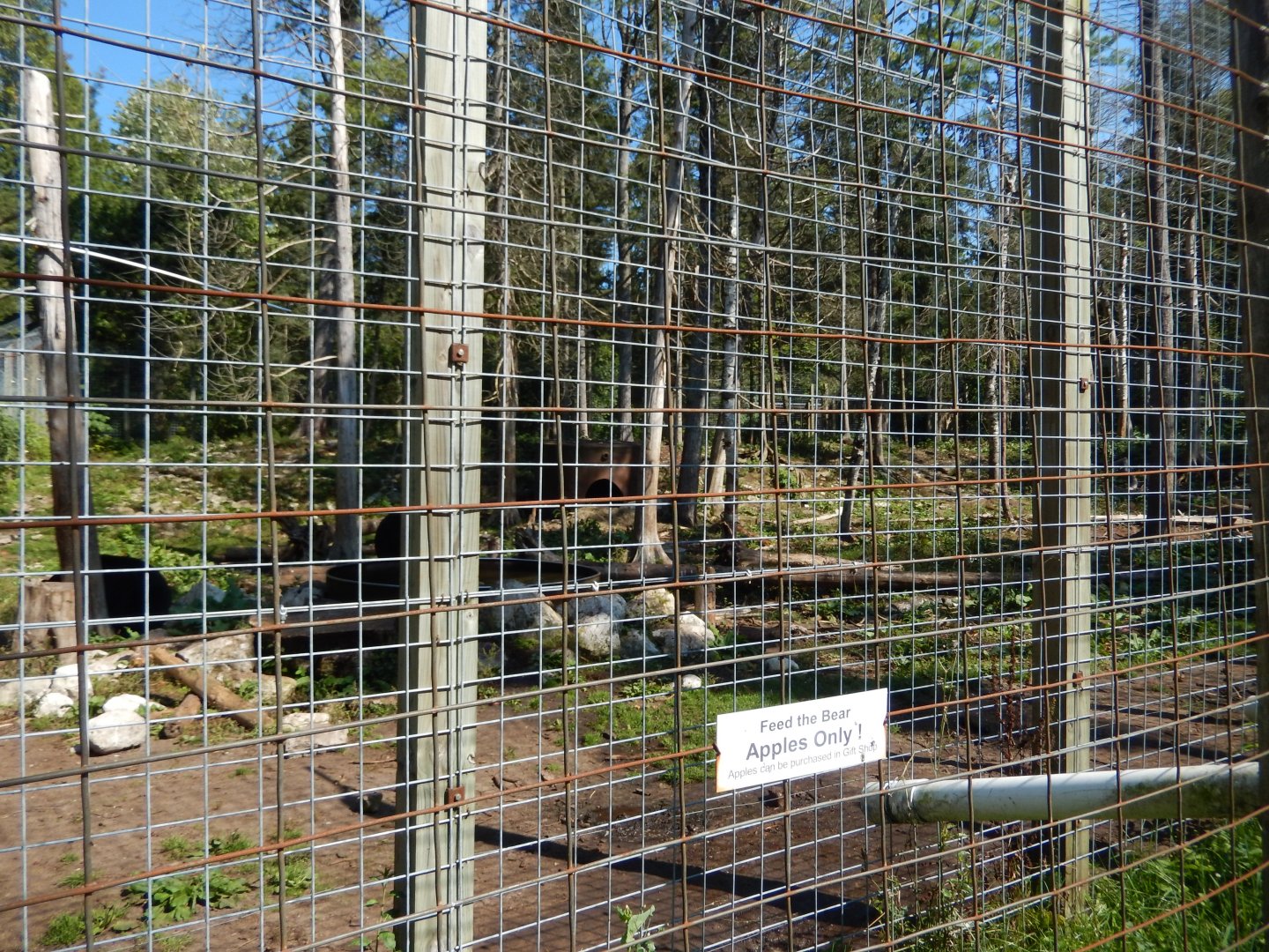 9/15/2025 - American Black & Syrian Brown Bear Habitat