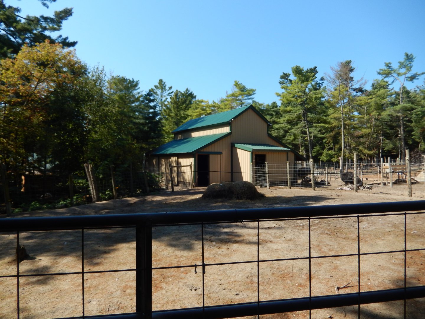 9/15/2025 - Bactrian Camel Paddock
