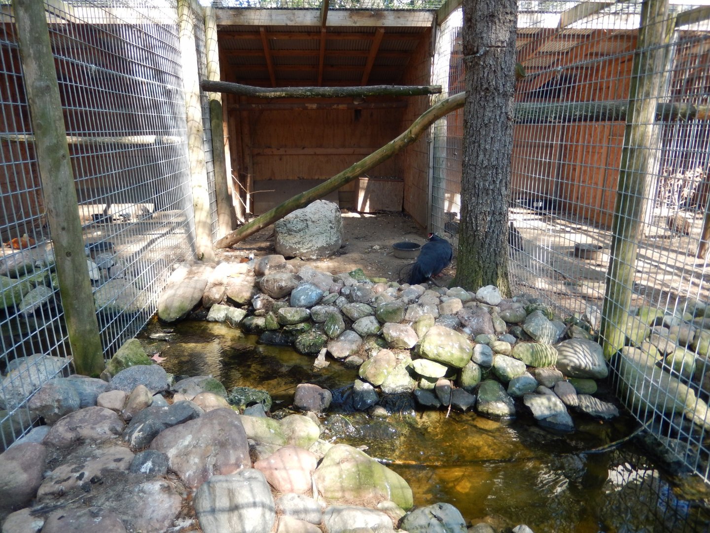 9/15/2025 - Blue-Eared Pheasant Cage