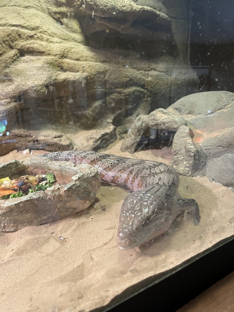 9/15/2025 - Blue-Tongued Skink