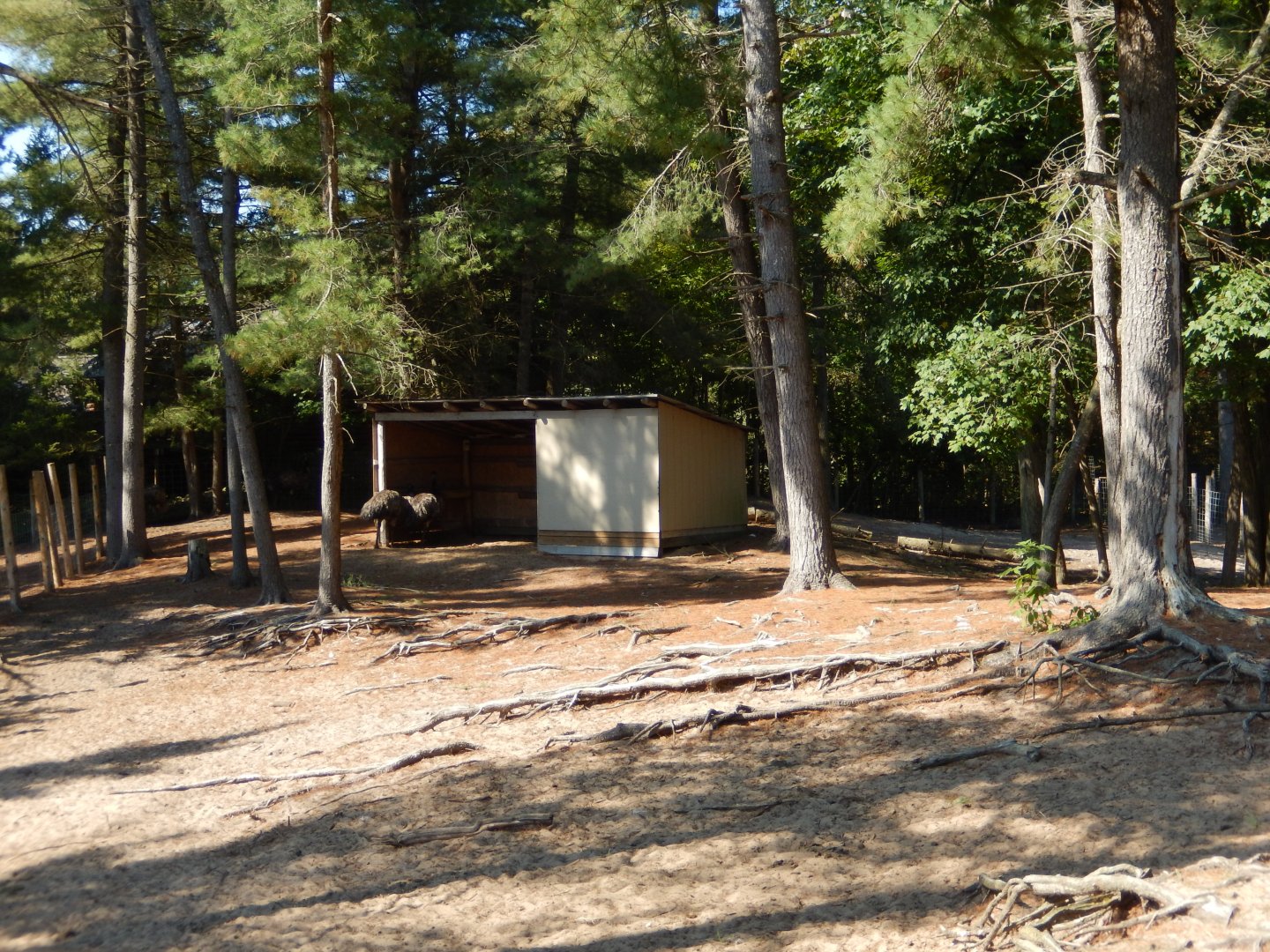 9/15/2025 - Emu Habitat