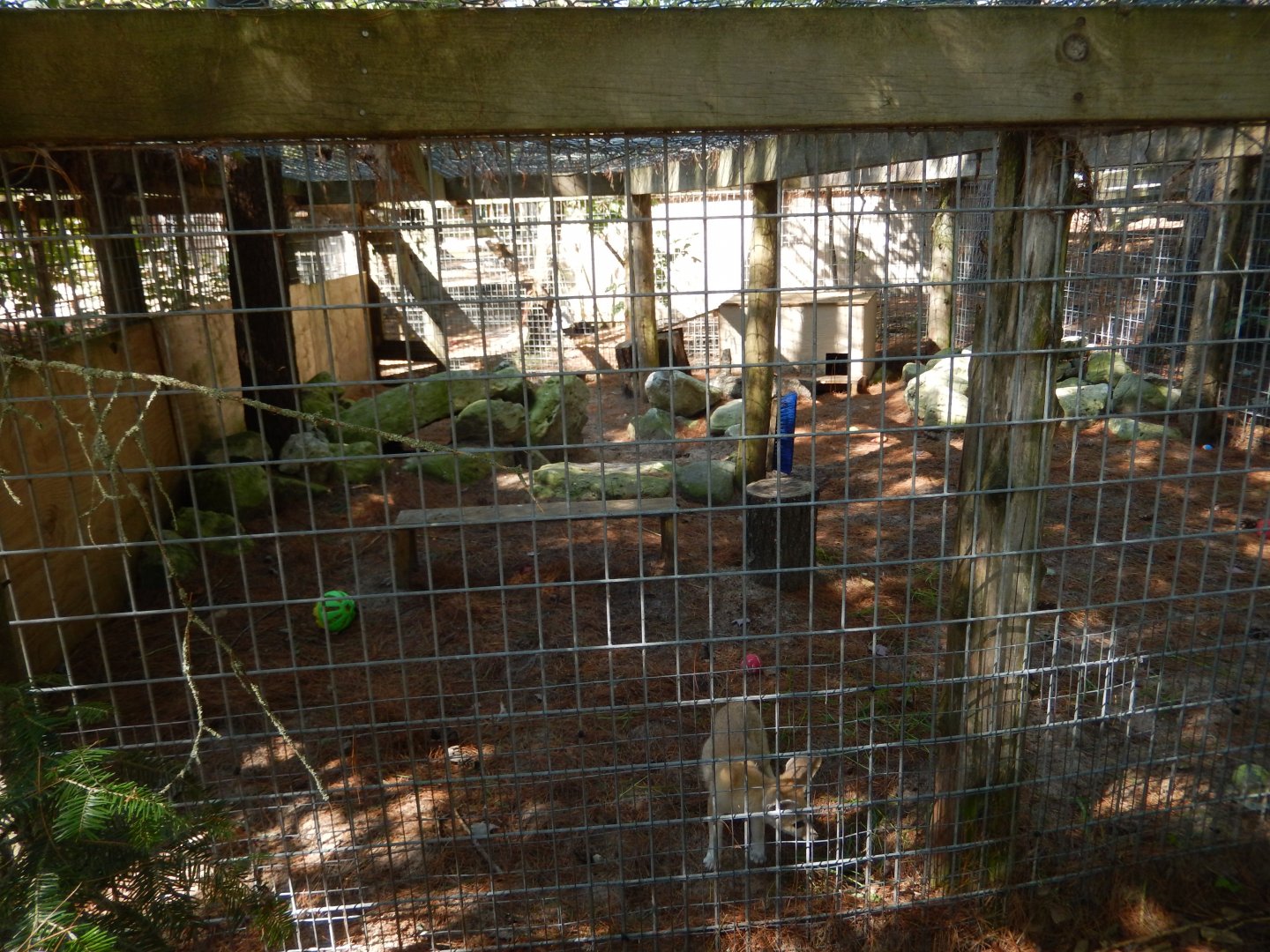 9/15/2025 - Fennec Fox Cage