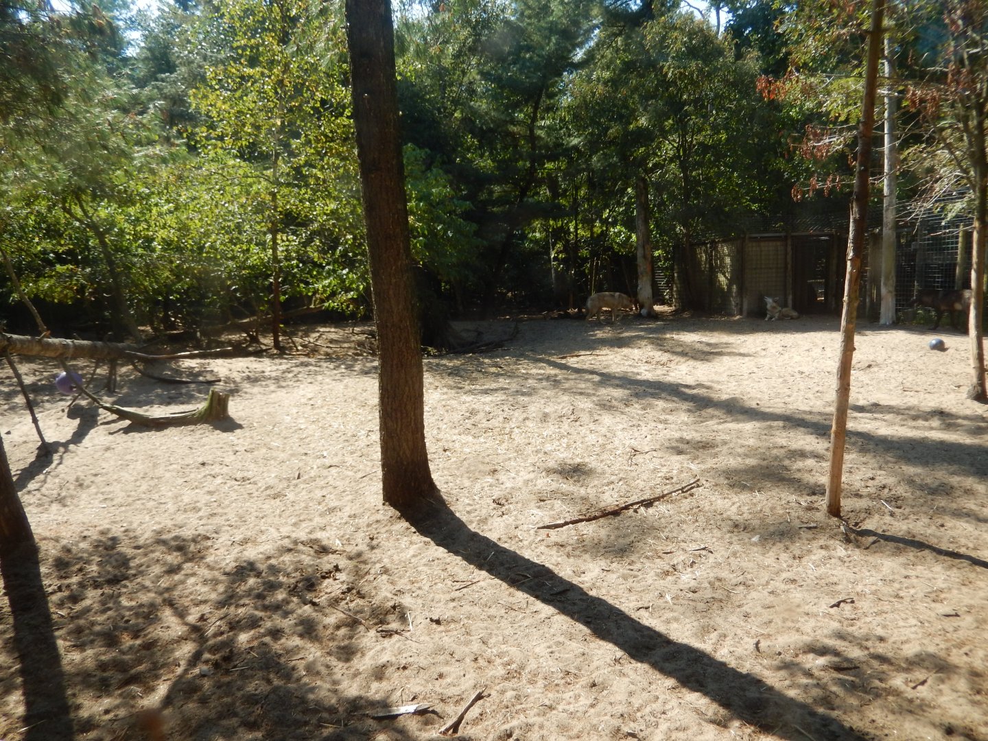 9/15/2025 - Gray Wolf Habitat