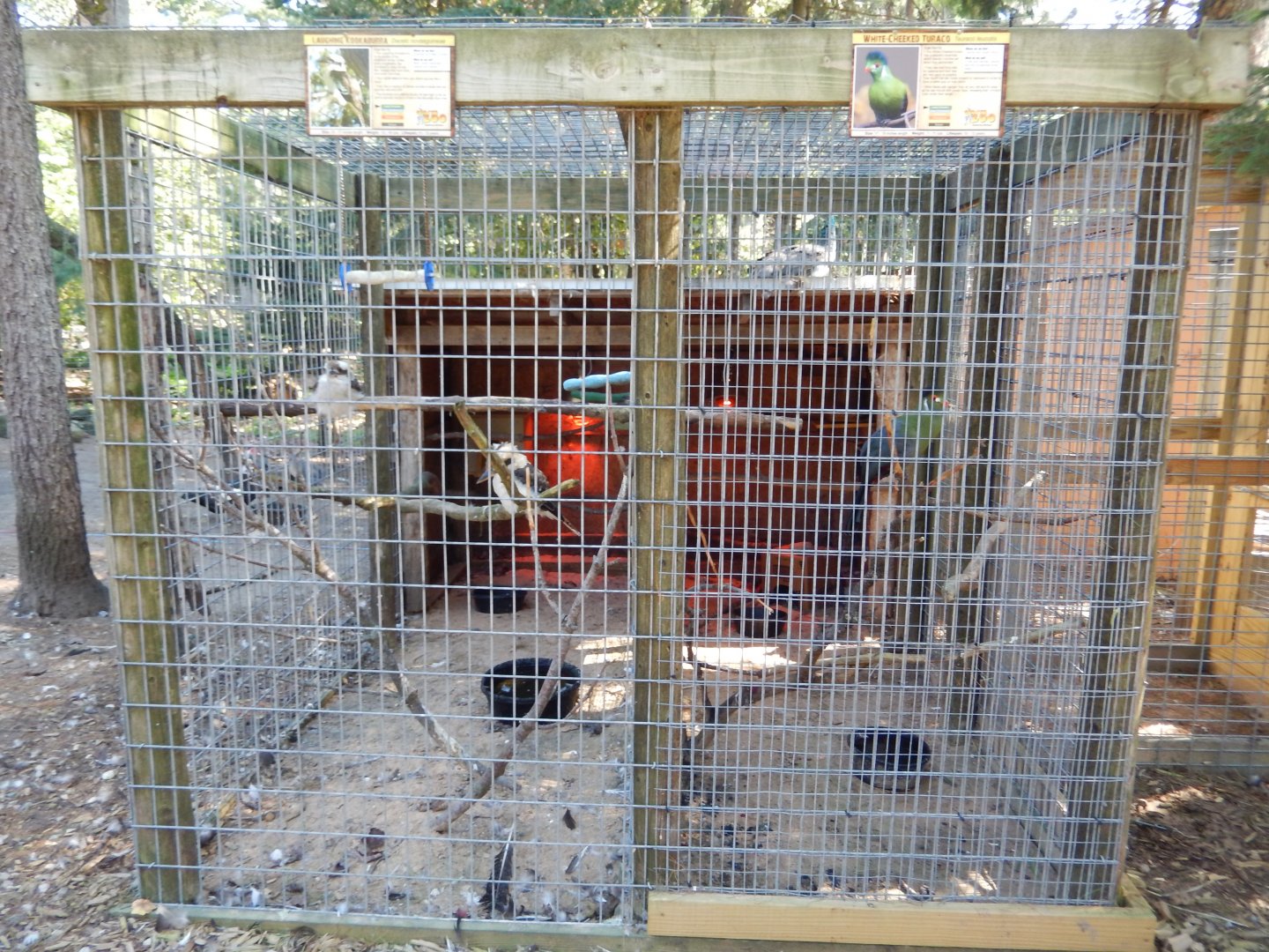 9/15/2025 - Laughing Kookaburra & White-Cheeked Turaco Cages