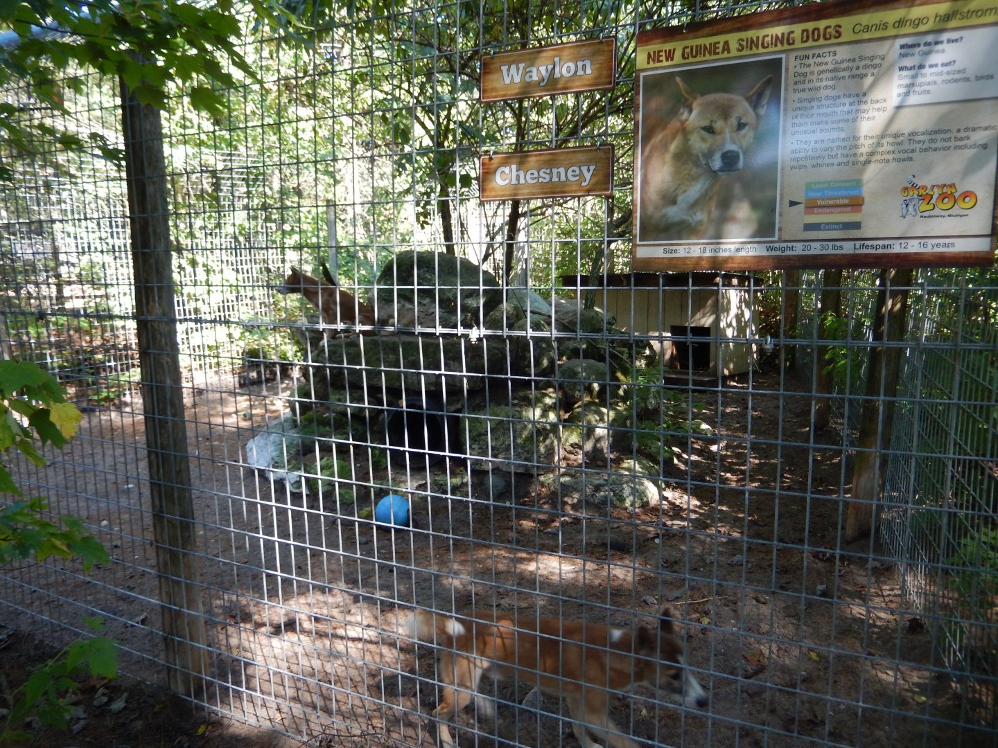 9/15/2025 - New Guinea Singing Dog Habitat