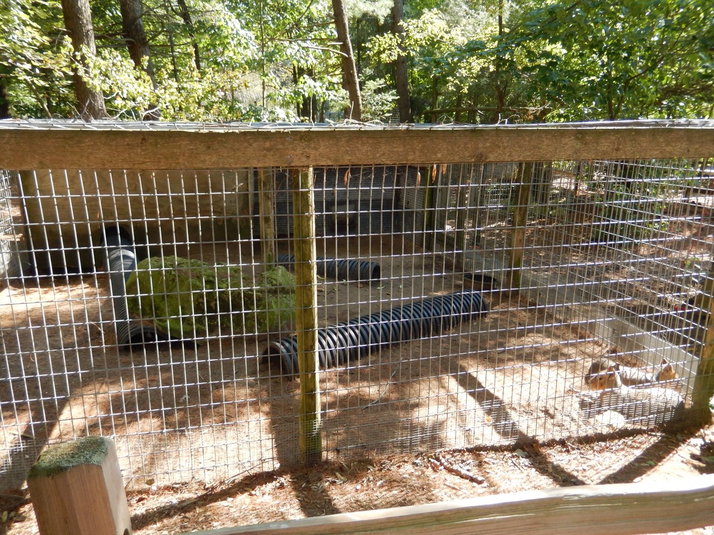 9/15/2025 - Patagonian Mara Cage
