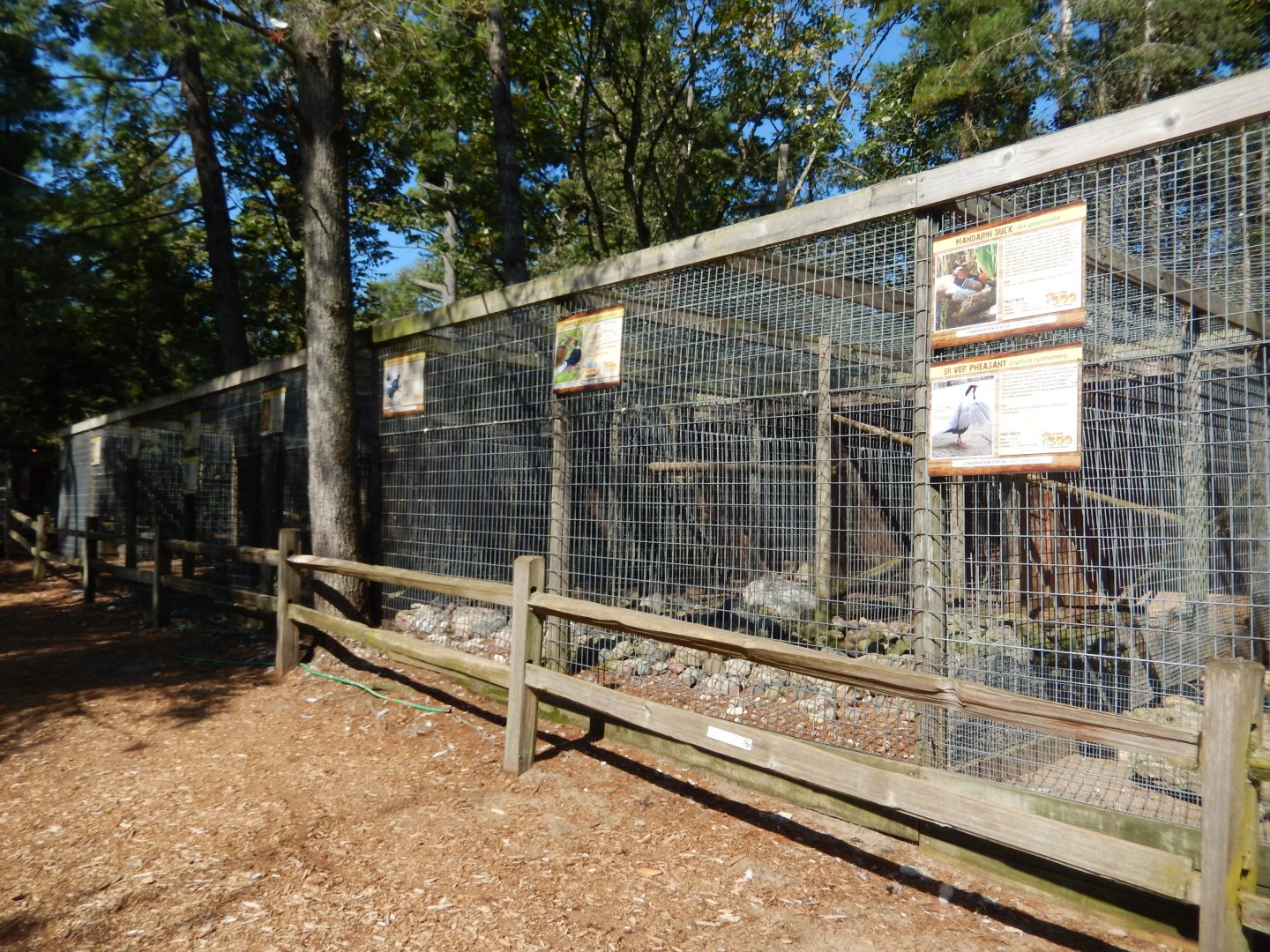 9/15/2025 - Pheasantry