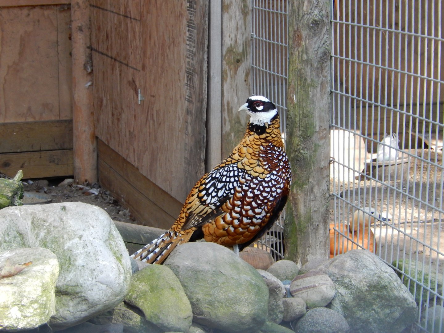 9/15/2025 - Reeves' Pheasant