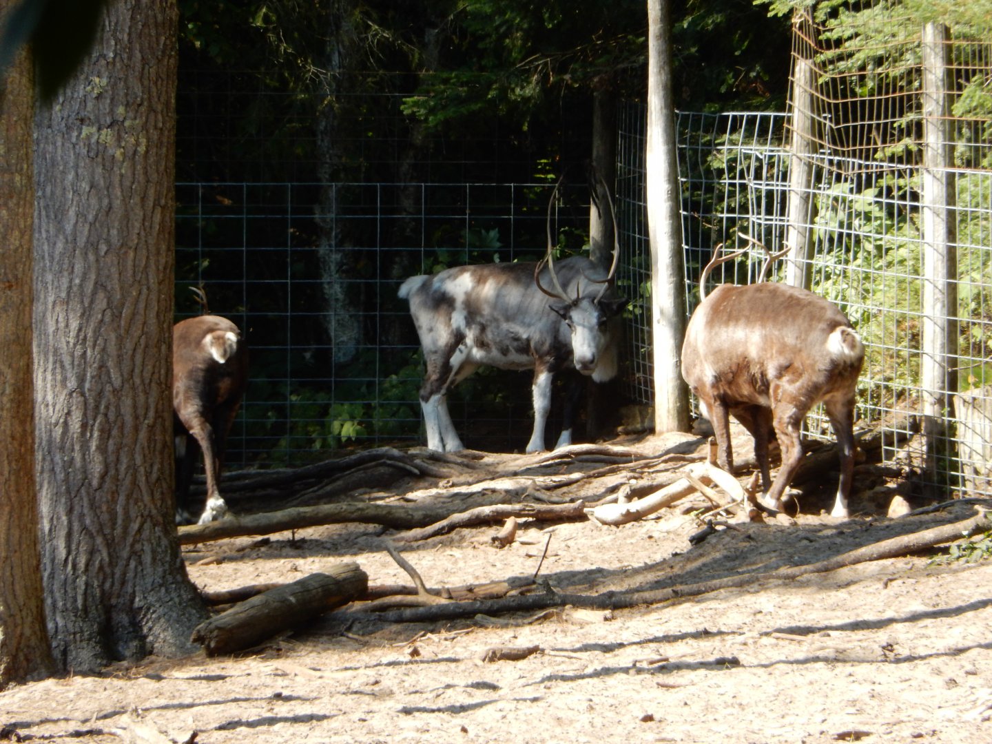 9/15/2025 - Reindeer