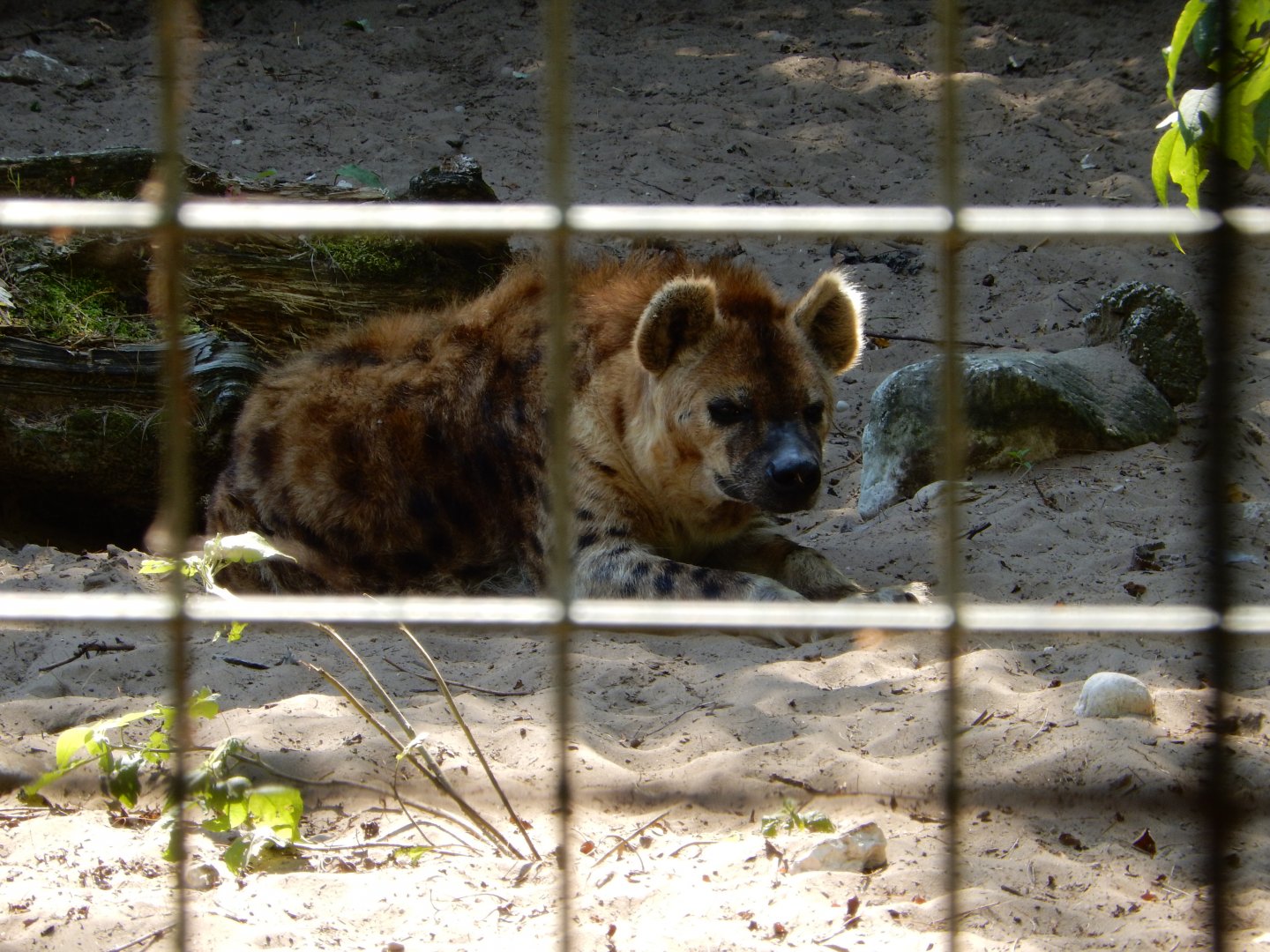 9/15/2025 - Resting Hyena Face