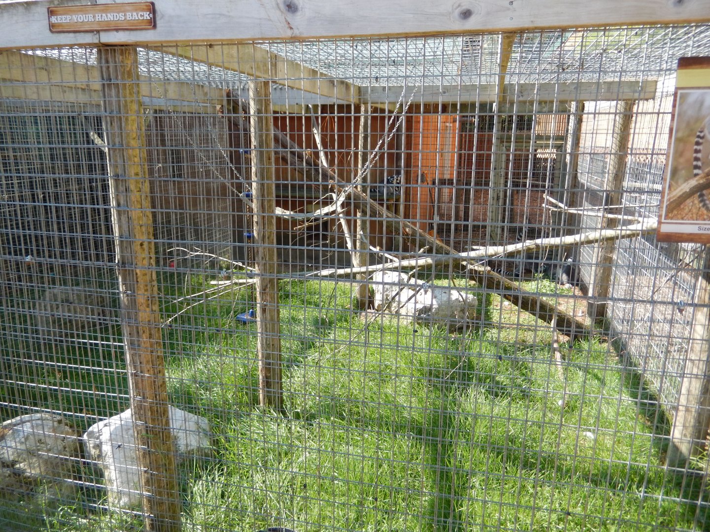 9/15/2025 - Ring-Tailed Lemur Cage