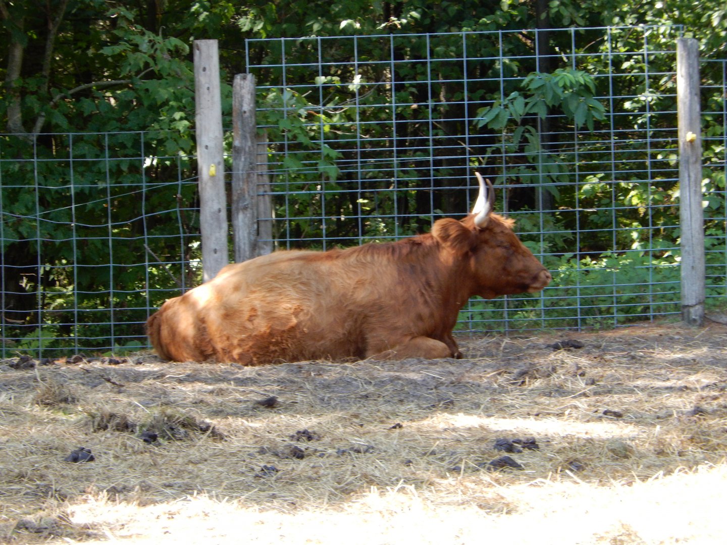 9/15/2025 - Scottish Highland Cattle