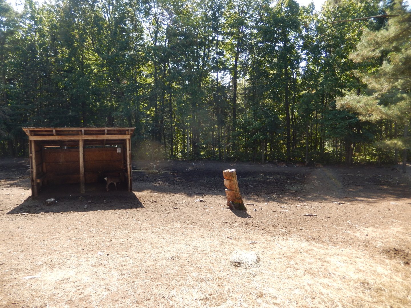 9/15/2025 - Sika Deer Habitat